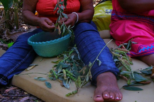 Red de Mujeres Rurales de Costa Rica: semeando autonomia e luta